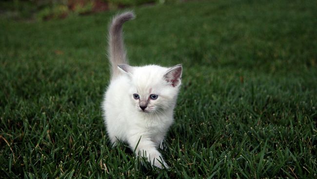 Котенок. Архивное фото