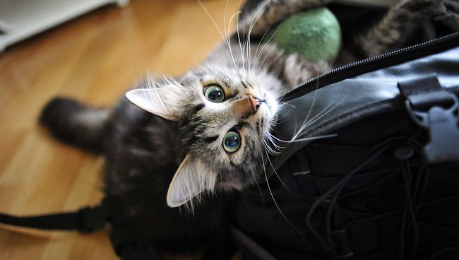 Кошка. Архив Кошка. Архив
