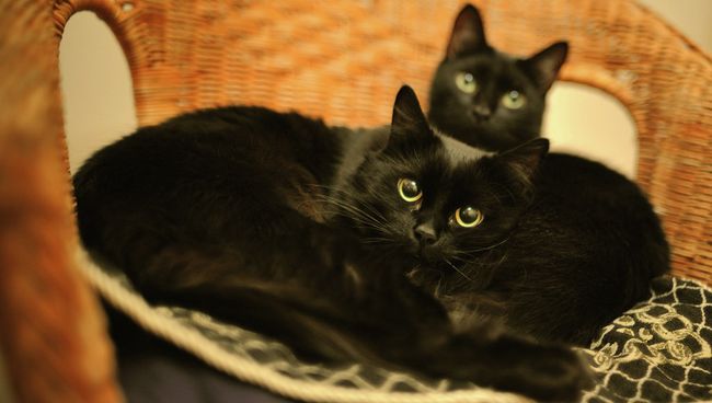 Кошки Кошки