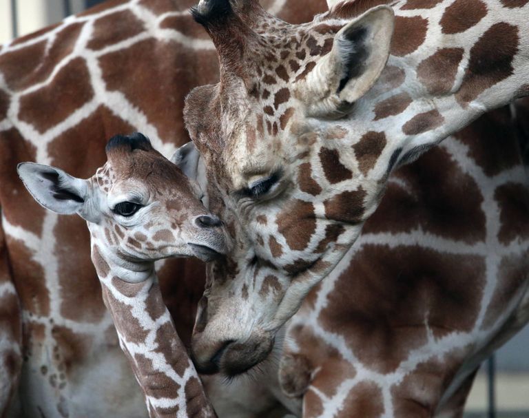 В Калининградском зоопарке родился жираф Reticulate Giraffe В Калининградском зоопарке родился жираф Reticulate Giraffe
