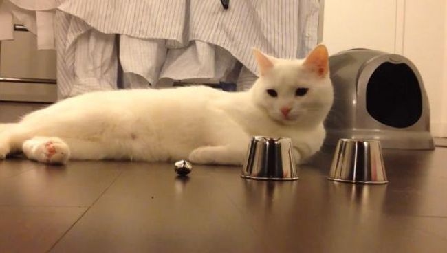 Коты играют в наперсток, музицируют и бегают по стенам