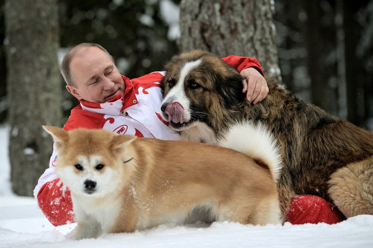 Прогулка В.Путина с собаками в Московской области Прогулка В.Путина с собаками в Московской области