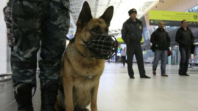 Сотрудники правоохранительных органов с собакой. Архивное фото Сотрудники правоохранительных органов с собакой. Архивное фото