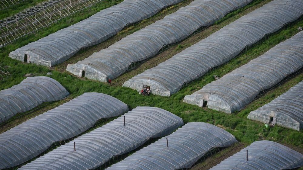 Китайские теплицы в Новосибирске Китайские теплицы в Новосибирске - РИА Новости, 1920, 27.07.2023