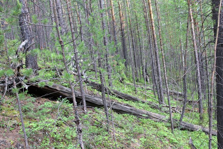 Сто лет назад Тунгусский метеорит упал в районе реки Подкаменная Тунгуска Сто лет назад Тунгусский метеорит упал в районе реки Подкаменная Тунгуска