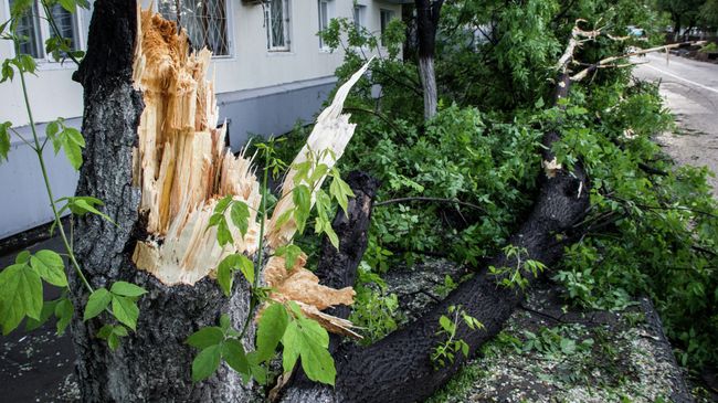 Поваленное ветром дерево во Владивостоке Поваленное ветром дерево во Владивостоке