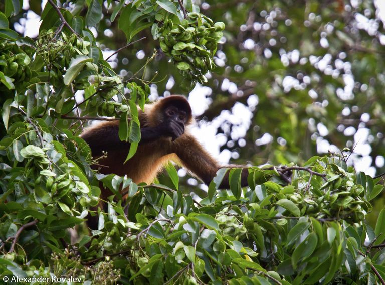 Обезьяна подвида Spider Monkey в национальном парке Тортугеро в Коста-Рике