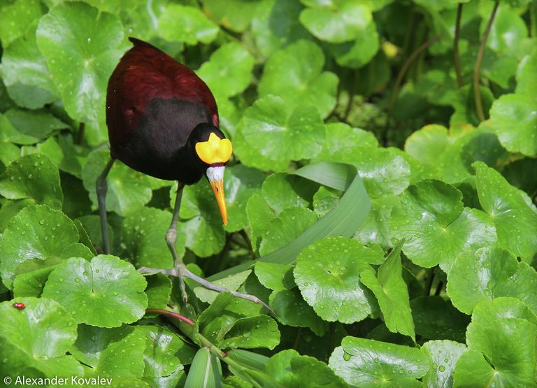 Золотая корона на головке птицы Nothern Jacana (англ.) Jacana Spinosa (лат.)