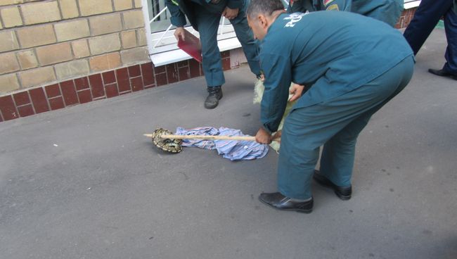Спасатели оказали помощь питону, упавшему из здания на востоке Москвы Спасатели оказали помощь питону, упавшему из здания на востоке Москвы