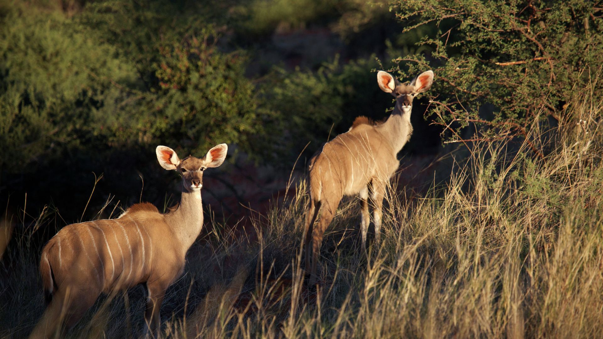 Антилопы Антилопы - РИА Новости, 1920, 29.03.2024