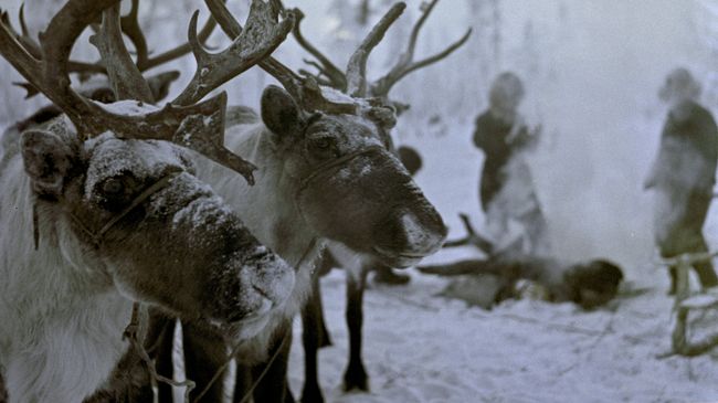 Оленеводческий совхоз в Якутии. Архивное фото