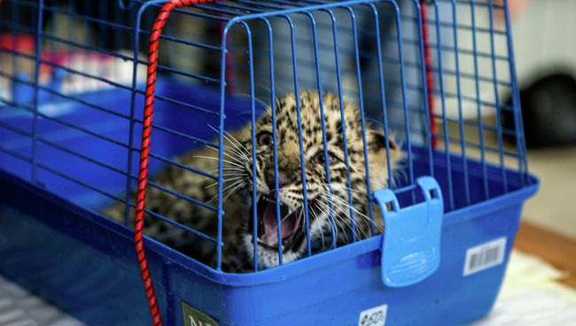 Специалисты сделали прививки котятам леопарда в Сочи Специалисты сделали прививки котятам леопарда в Сочи