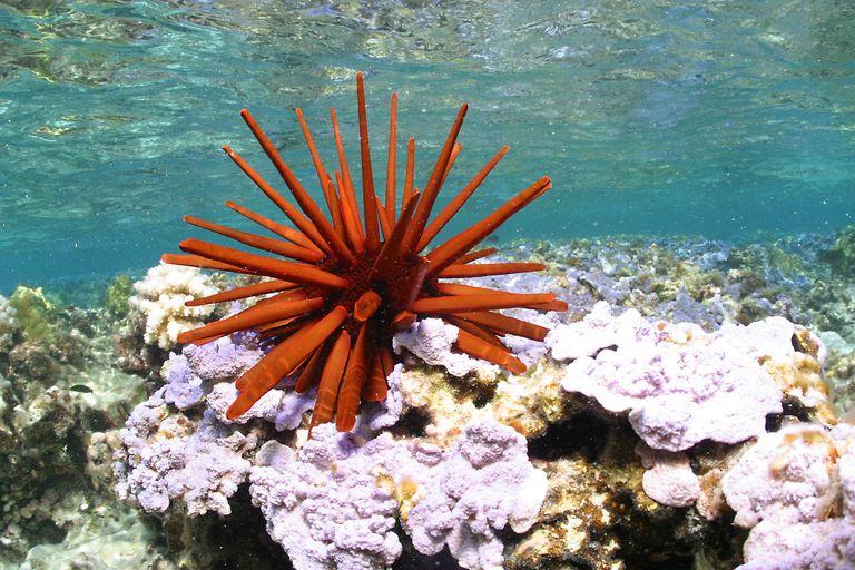 Морской еж в акватории Национального морского памятника Папаханаумокуакеа Морской еж в акватории Национального морского памятника Папаханаумокуакеа