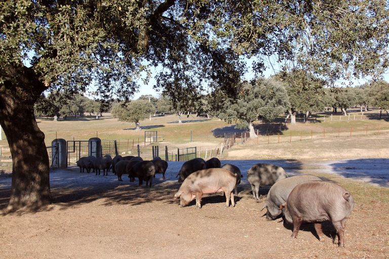 Нагуливающие вес иберийские пятачки Нагуливающие вес иберийские пятачки