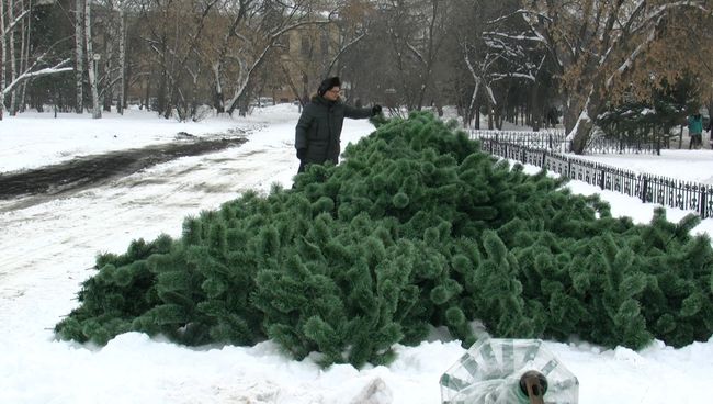 Главная елка Томска приехала в 90 коробках из Подмосковья Главная елка Томска приехала в 90 коробках из Подмосковья