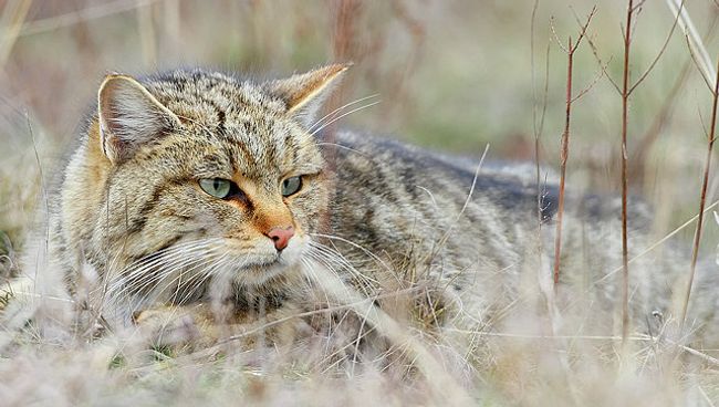 Один из подвидов диких кошек, обитающих на территории Ближнего Востока и Северной Африки Один из подвидов диких кошек, обитающих на территории Ближнего Востока и Северной Африки