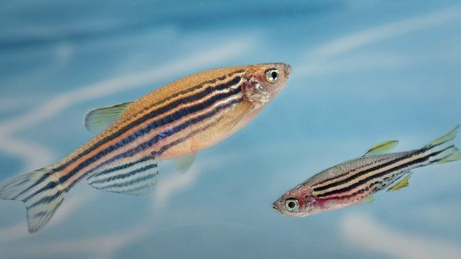 Генномодифицированные рыбки Danio rerio Генномодифицированные рыбки Danio rerio