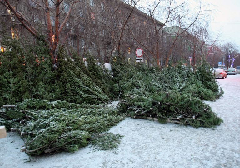 Продажа новогодних елей на улице в Новосибирске Продажа новогодних елей на улице в Новосибирске