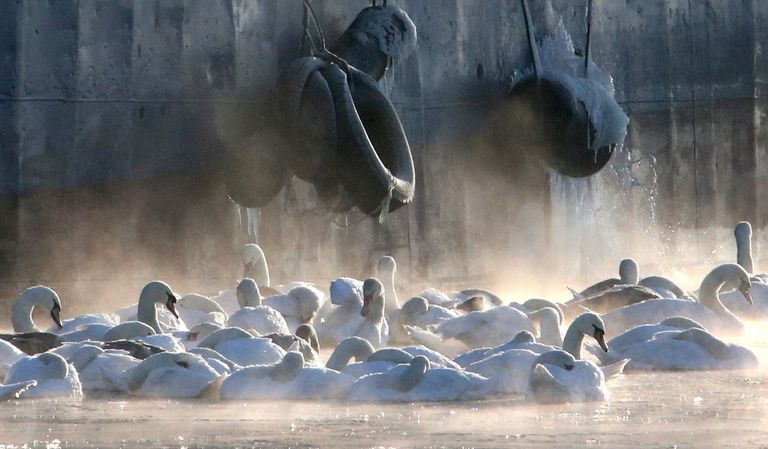 Лебеди остались зимовать в гавани Балтийска Лебеди остались зимовать в гавани Балтийска