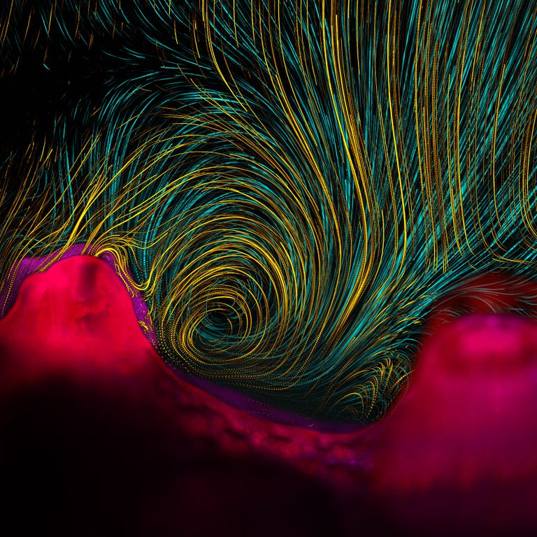 На фотографии видно, как реснички на поверхности коралла Pocillopora damicornis создают микроскопические вихри в морской воде