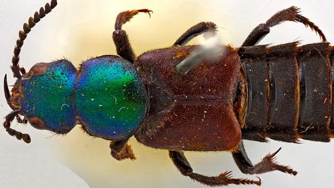 Жук Darwinilus sedarisi , открытый Чарльзом Дарвином Жук Darwinilus sedarisi , открытый Чарльзом Дарвином