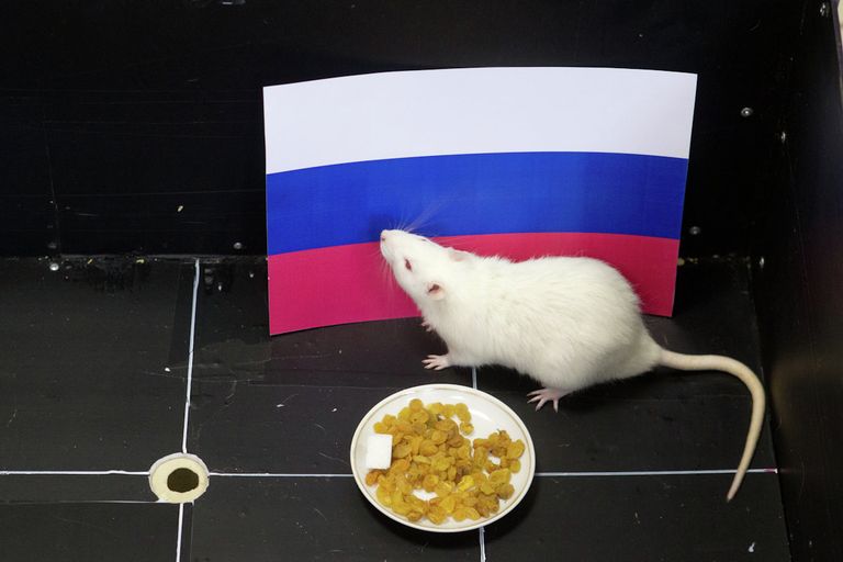 Крыса Шурик предсказывает исход хоккейного матча Россия - Словения на Олимпийских играх в Сочи Крыса Шурик предсказывает исход хоккейного матча Россия - Словения на Олимпийских играх в Сочи