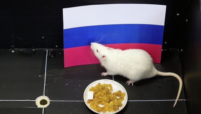 Крыса Шурик предсказывает исход хоккейного матча Россия - Словения на Олимпийских играх в Сочи. Фото с места события Крыса Шурик предсказывает исход хоккейного матча Россия - Словения на Олимпийских играх в Сочи. Фото с места события