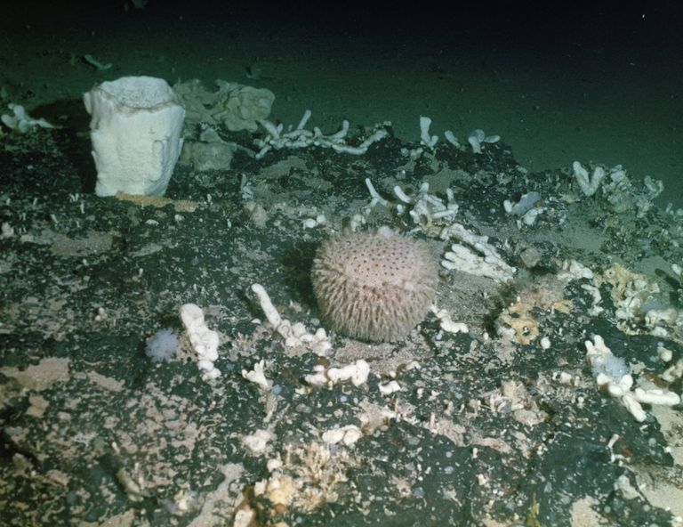 Морские губки и кораллы. Архивное фото Морские губки и кораллы. Архивное фото
