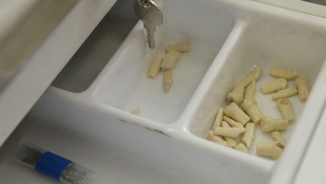 Искусственные зубы для фантома, на котором учатся студенты новосибирского медуниверситета Искусственные зубы для фантома, на котором учатся студенты новосибирского медуниверситета