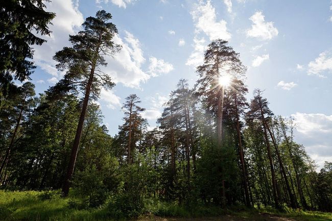 Земля на Рублевке, на которой стояла дача Крупской