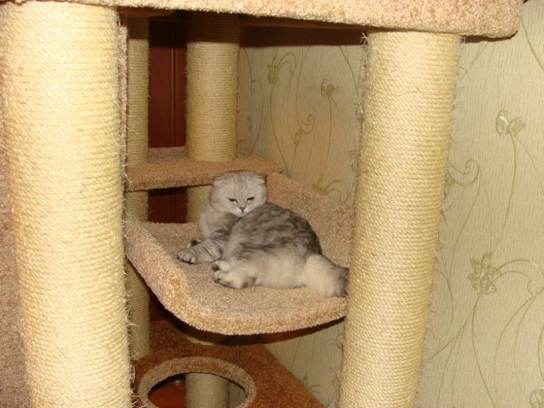 Как обустроить кошкин дом в квартире Как обустроить кошкин дом в квартире