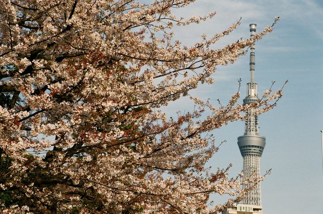 Tokyo Skytree Tokyo Skytree