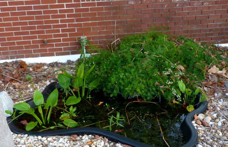Мокрое дело: 10 полезных правил обустройства водоем на даче Мокрое дело: 10 полезных правил обустройства водоем на даче