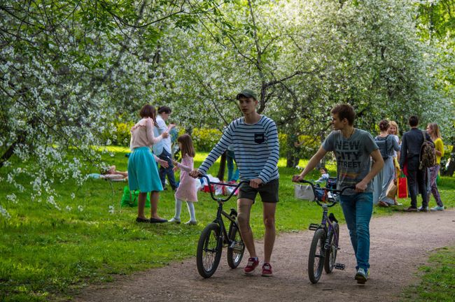 В Москве началось цветение яблонь
