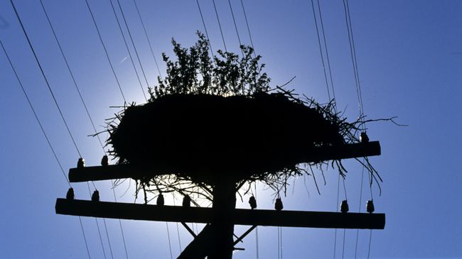 Брошенное гнездо аиста в деревне Чудяны