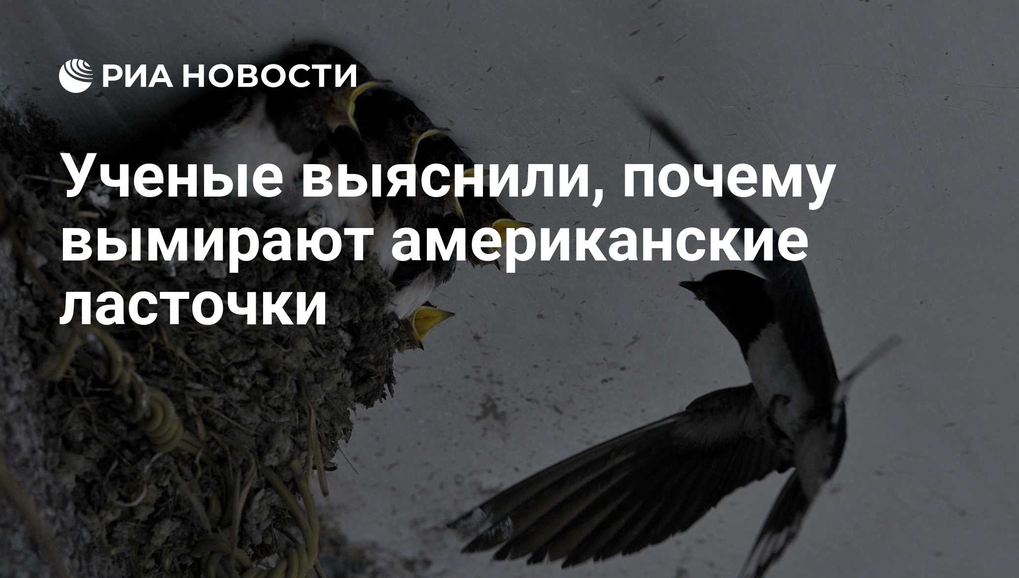 ria.ru