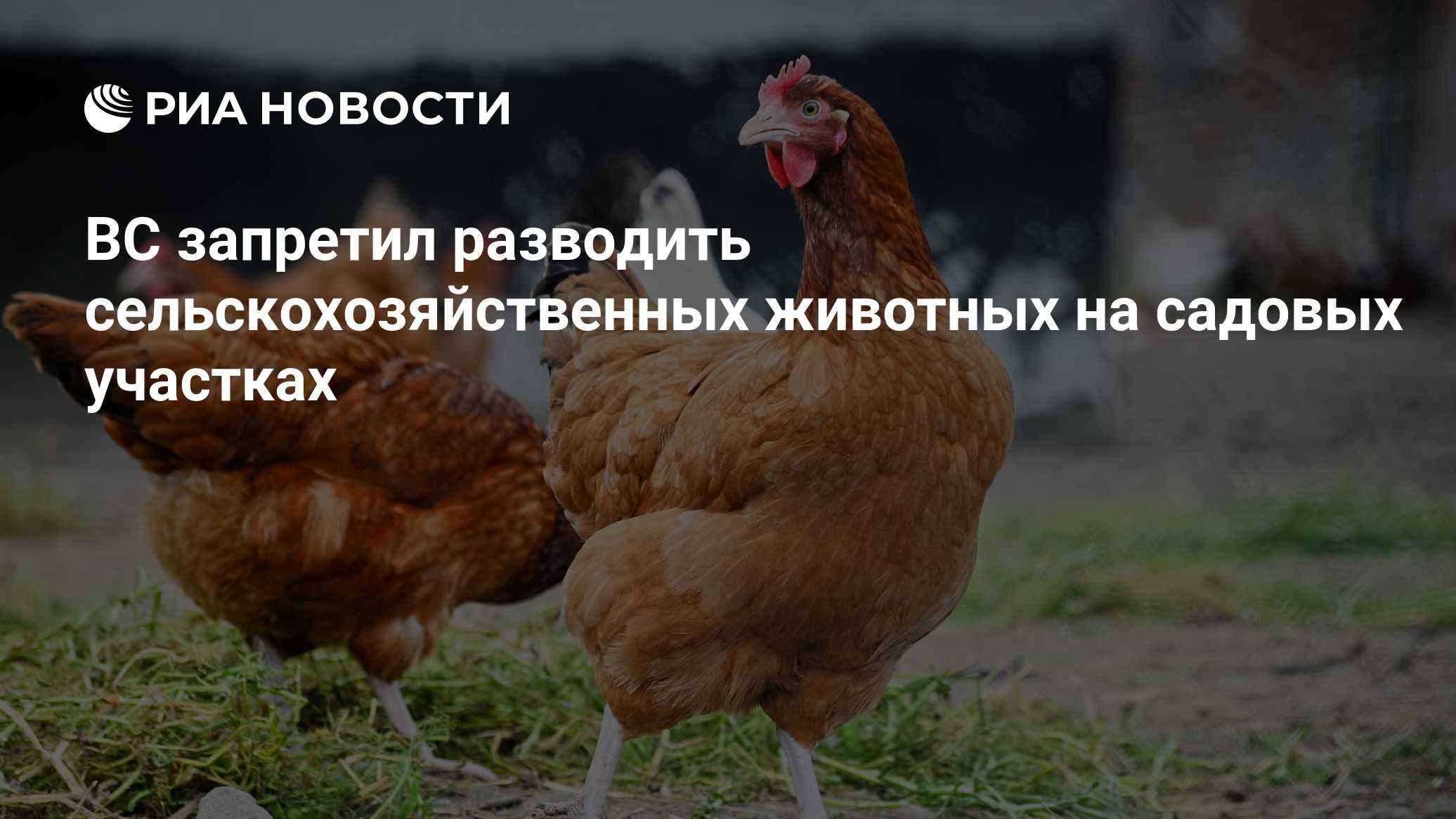 ria.ru