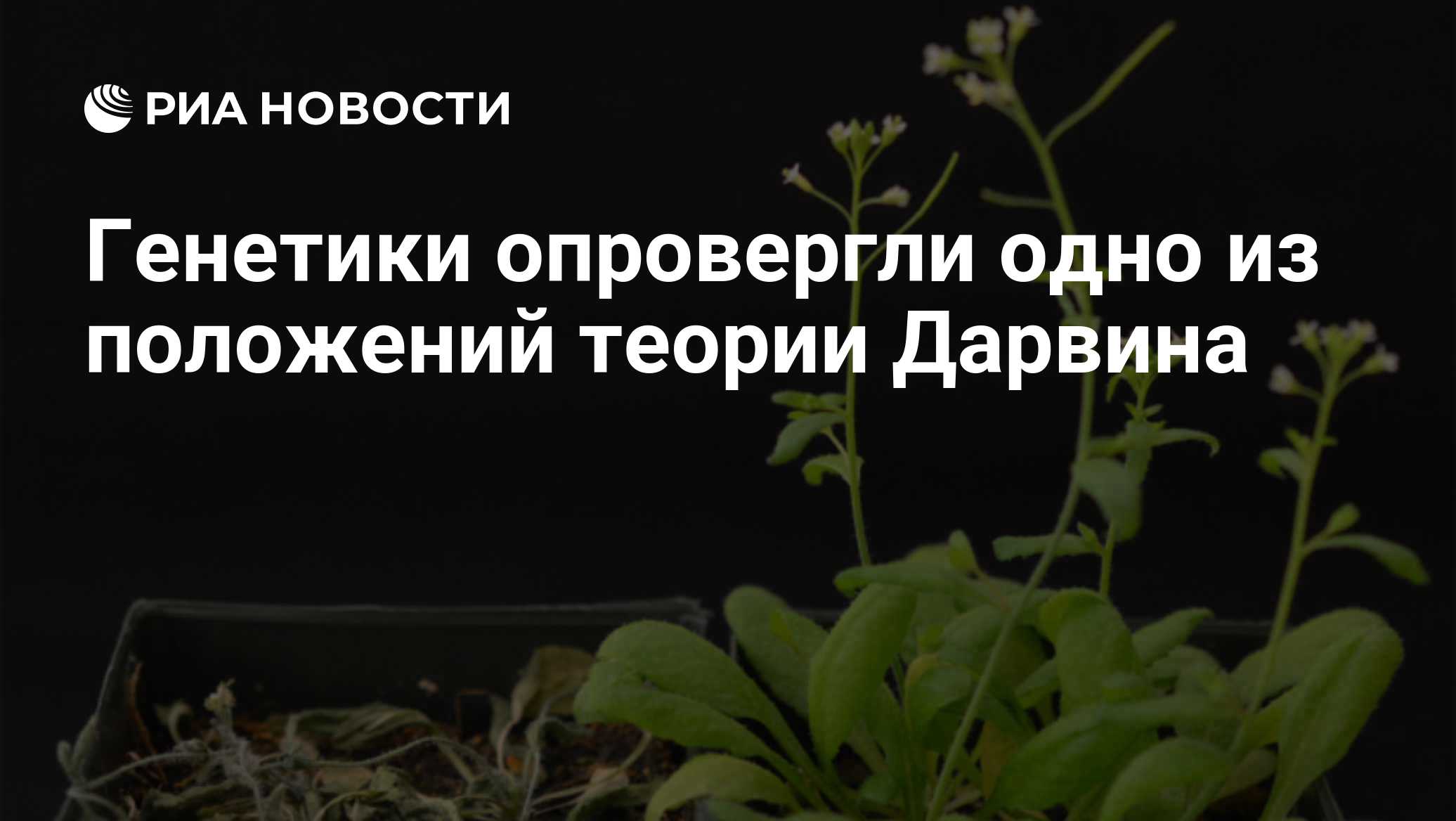 ria.ru