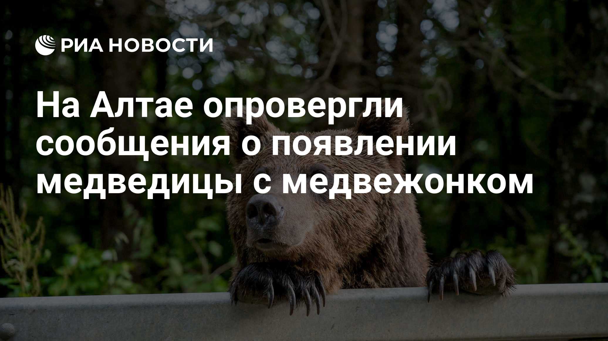На Алтае опровергли сообщения о появлении медведицы с медвежонком