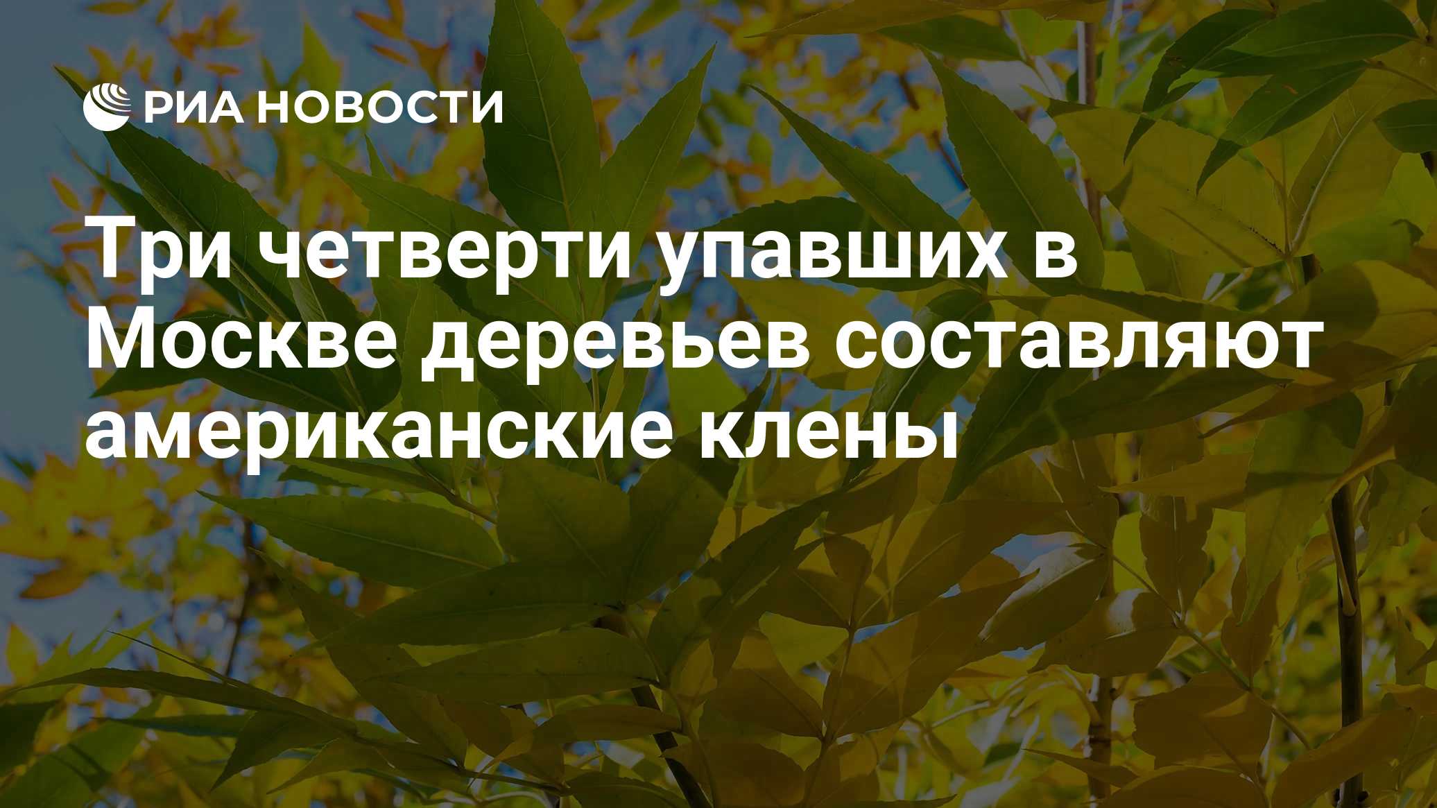 Три четверти упавших в Москве деревьев составляют американские клены