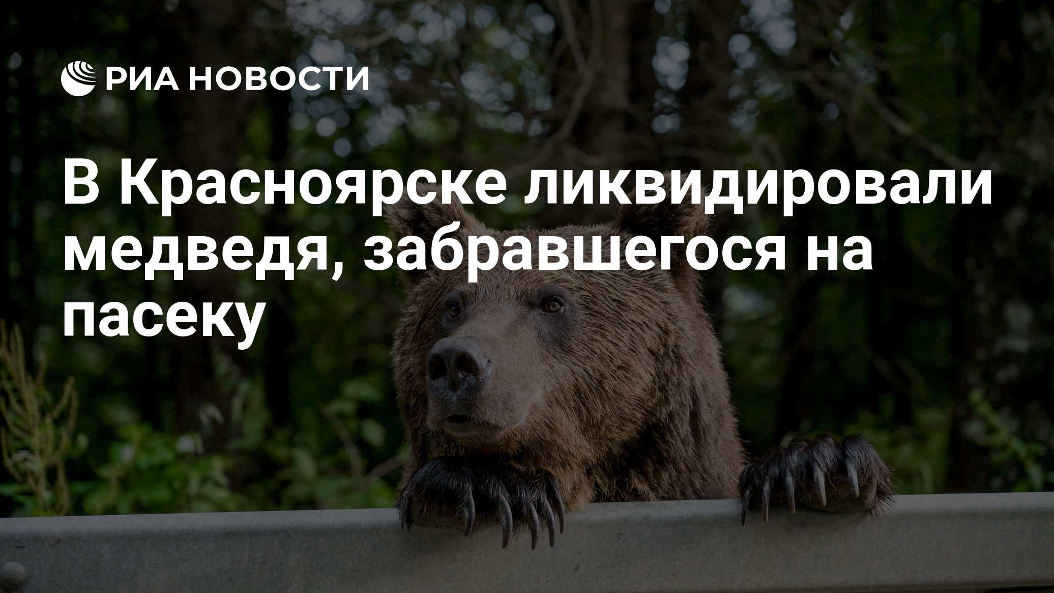 В Красноярске ликвидировали медведя, забравшегося на пасеку