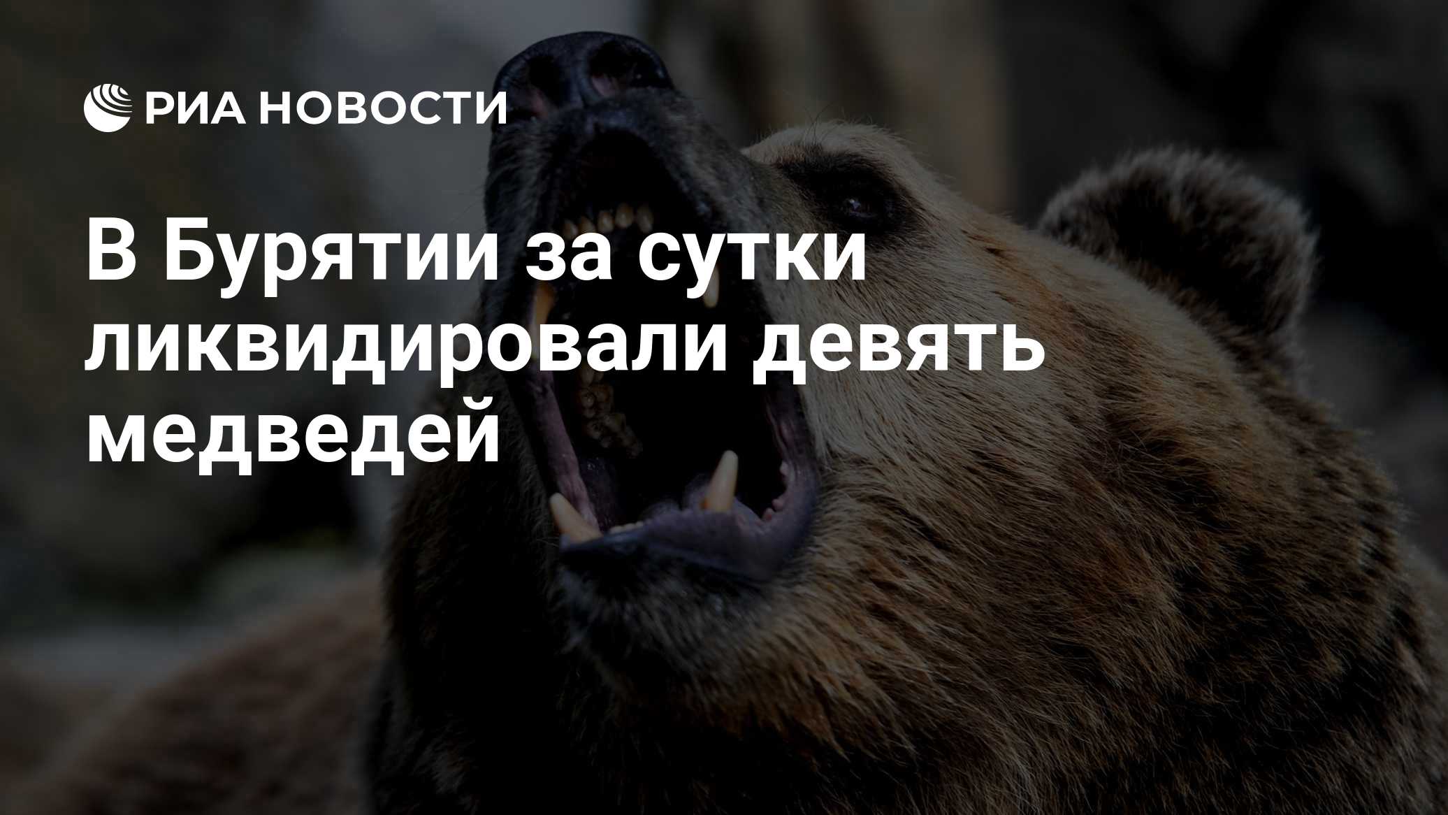 В Бурятии за сутки ликвидировали девять медведей
