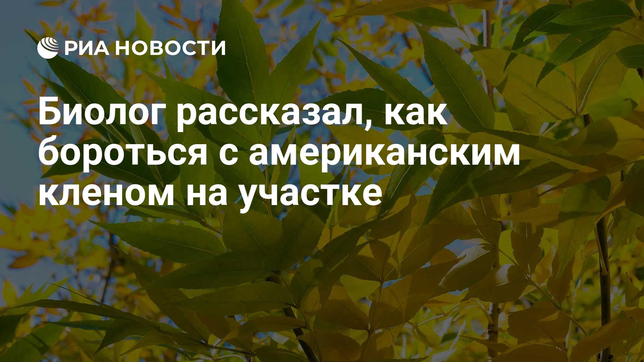 Биолог рассказал, как бороться с американским кленом на участке