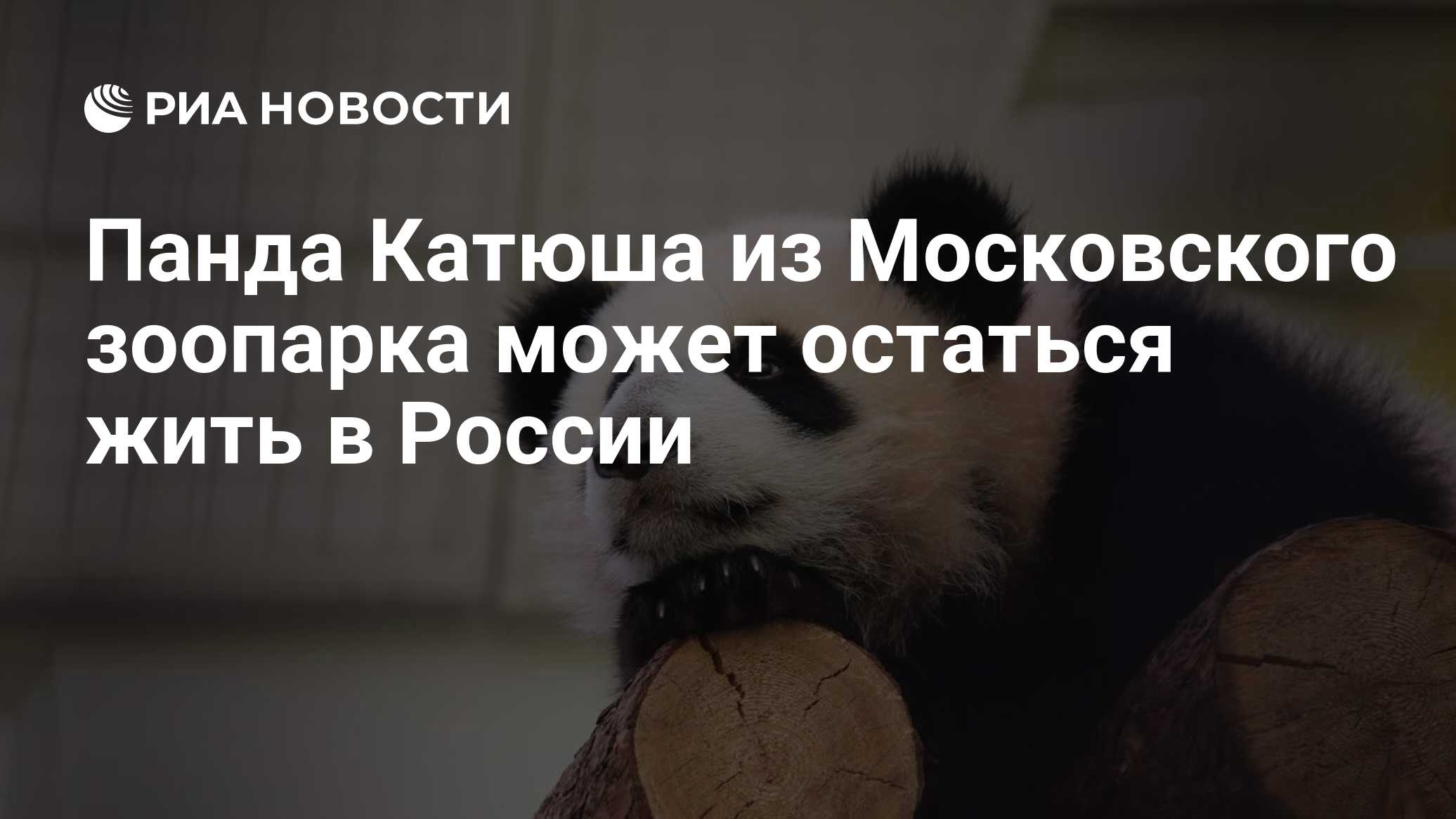 Панда Катюша из Московского зоопарка может остаться жить в России