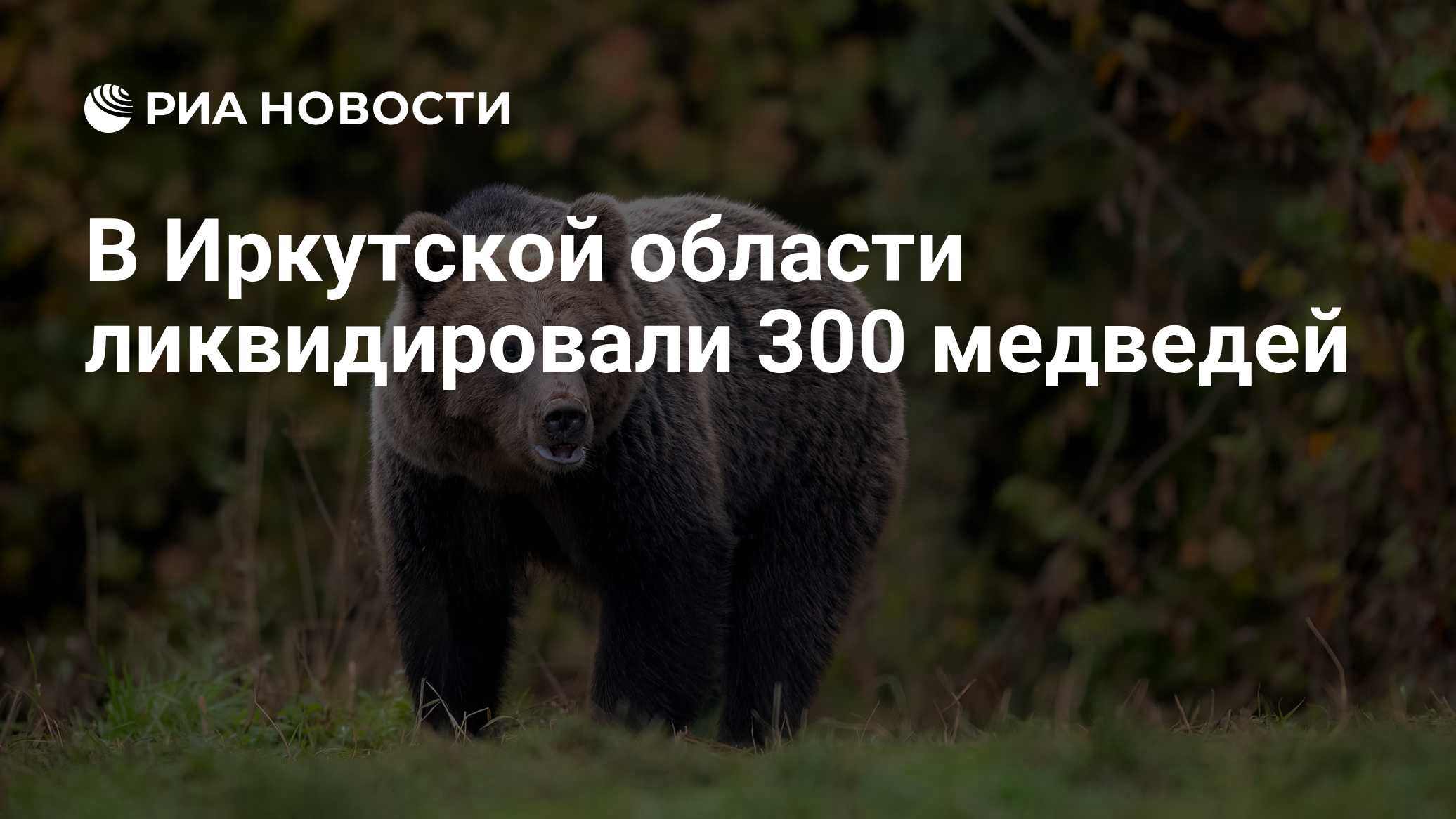 В Иркутской области ликвидировали 300 медведей