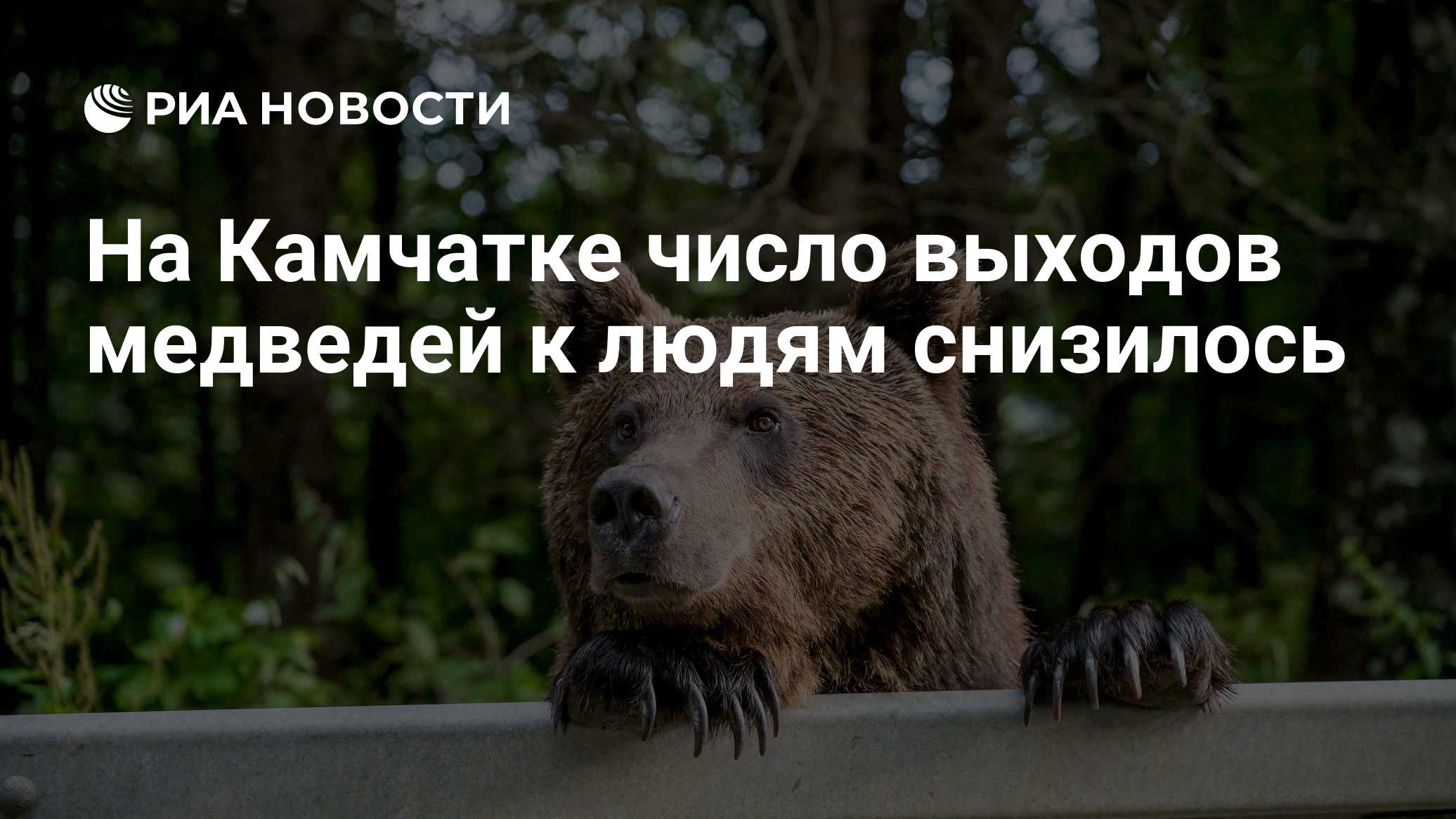 На Камчатке число выходов медведей к людям снизилось