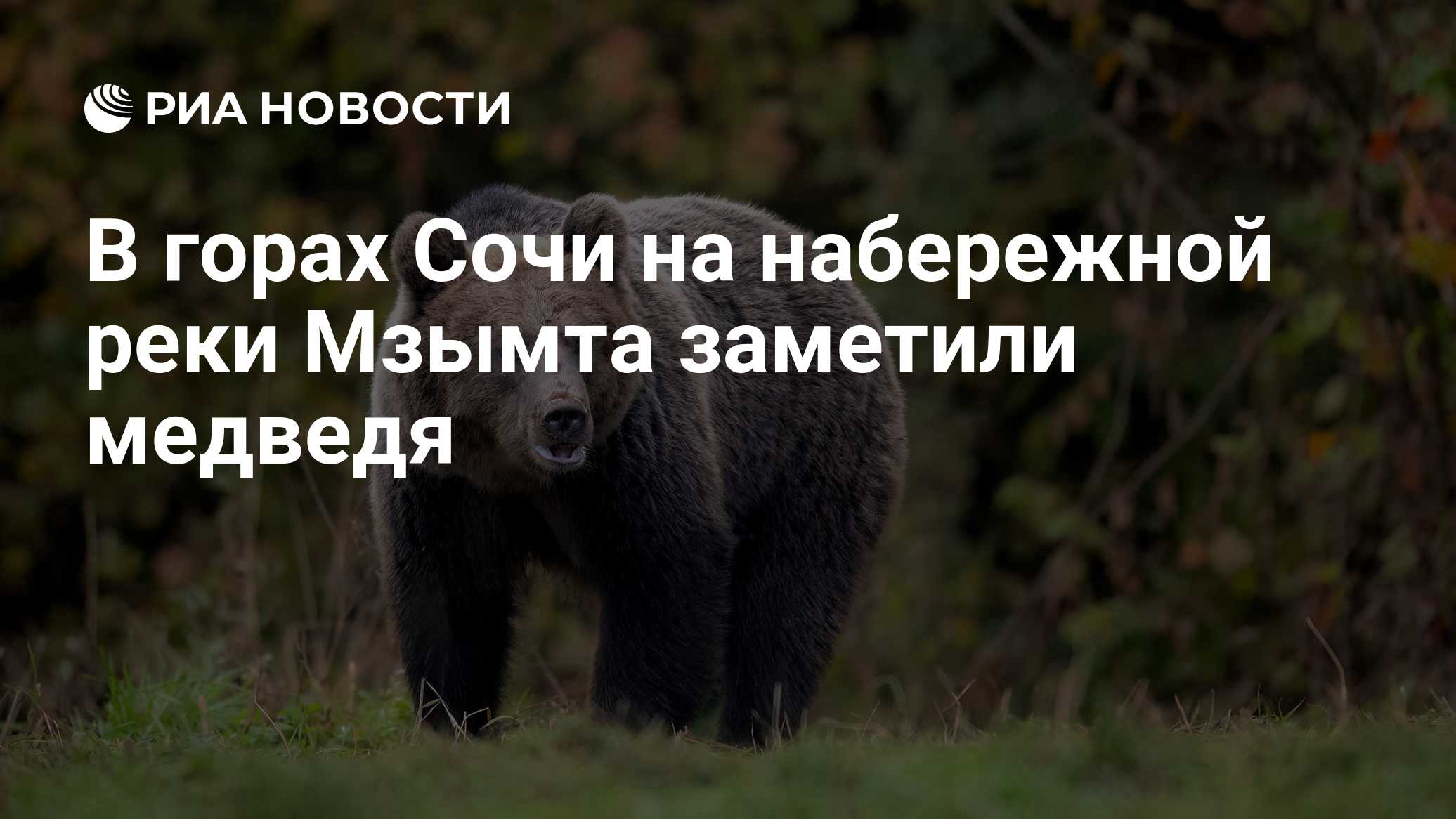 В горах Сочи на набережной реки Мзымта заметили медведя
