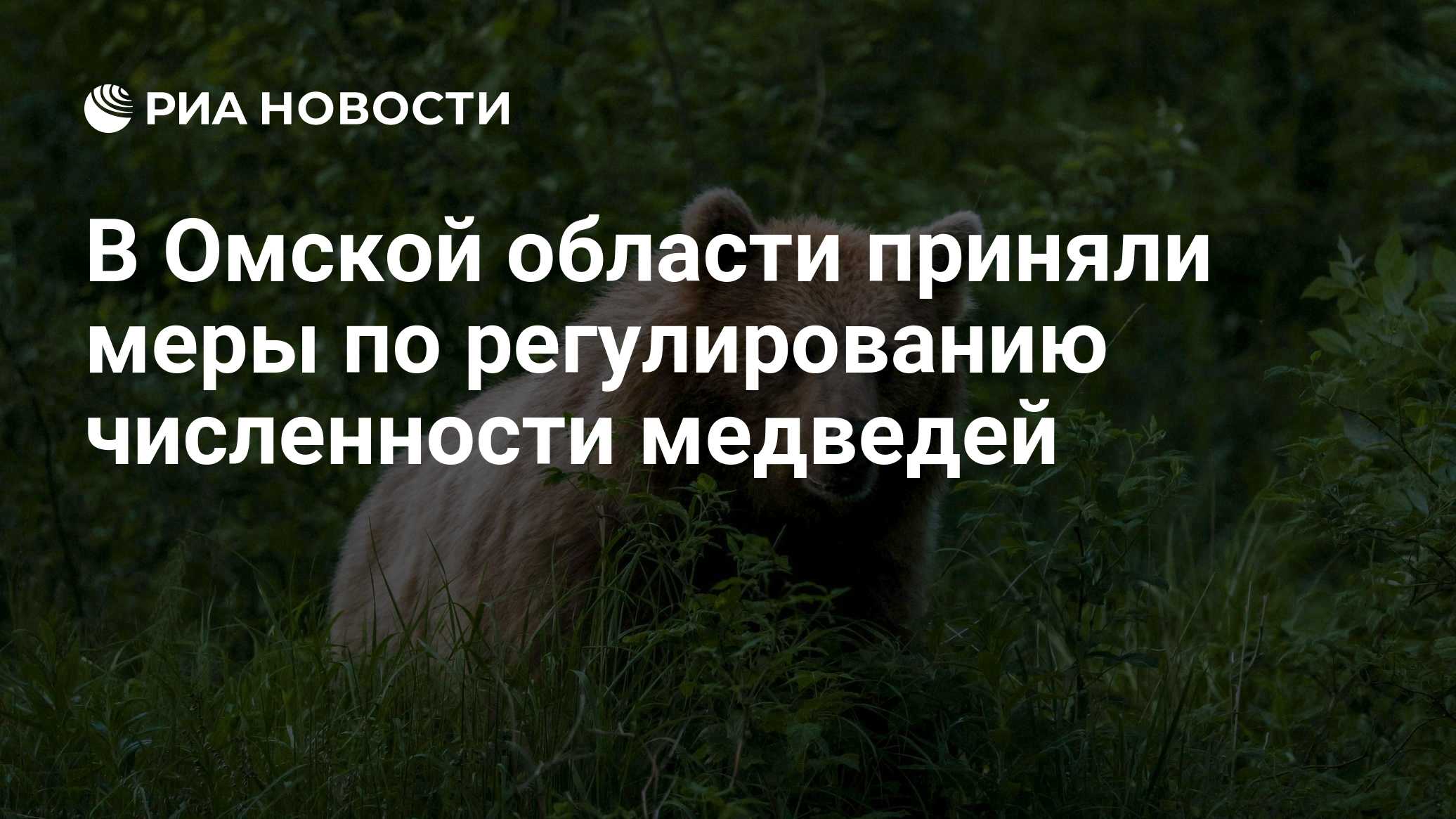 В Омской области приняли меры по регулированию численности медведей