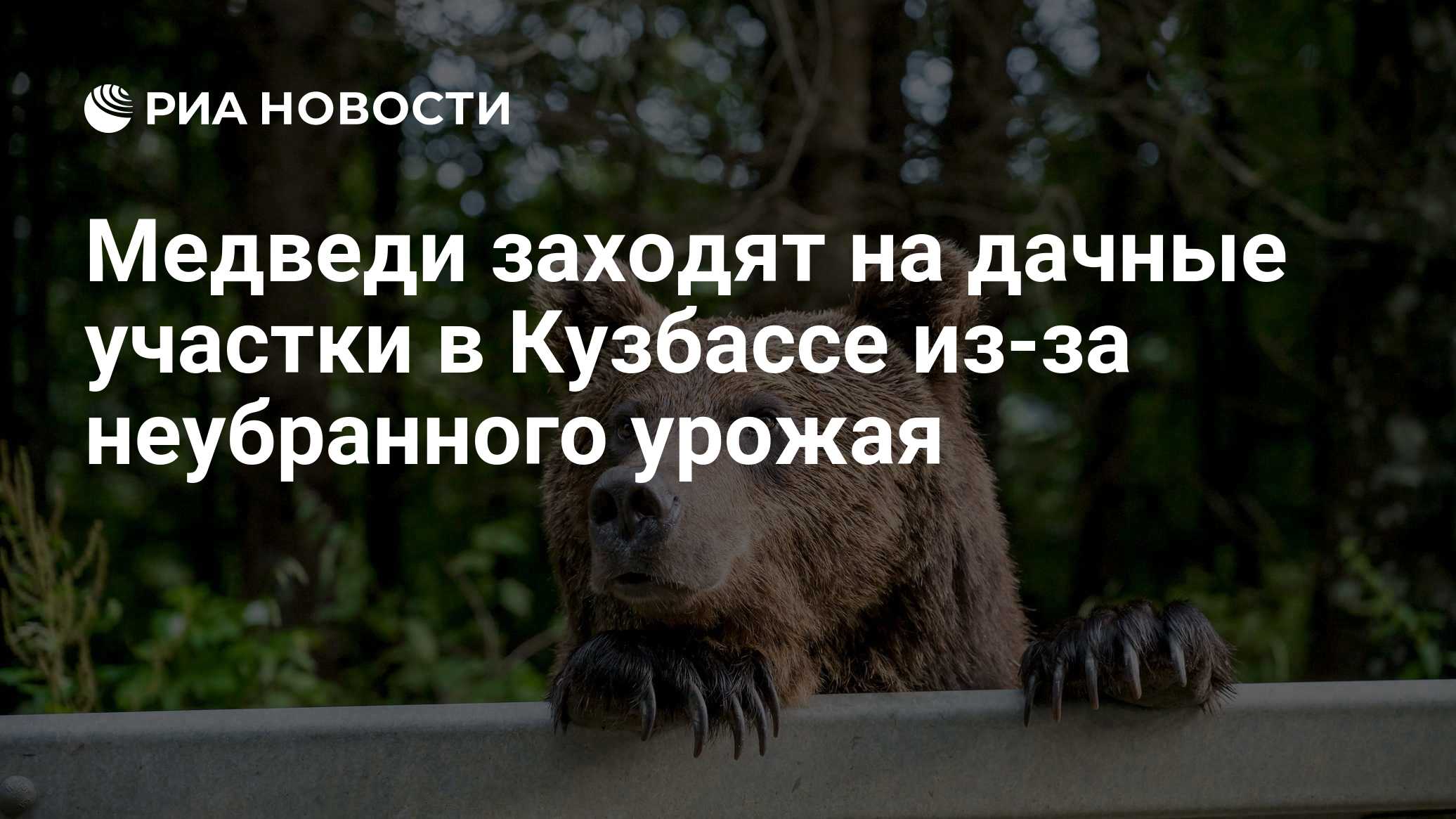 Медведи заходят на дачные участки в Кузбассе из-за неубранного урожая