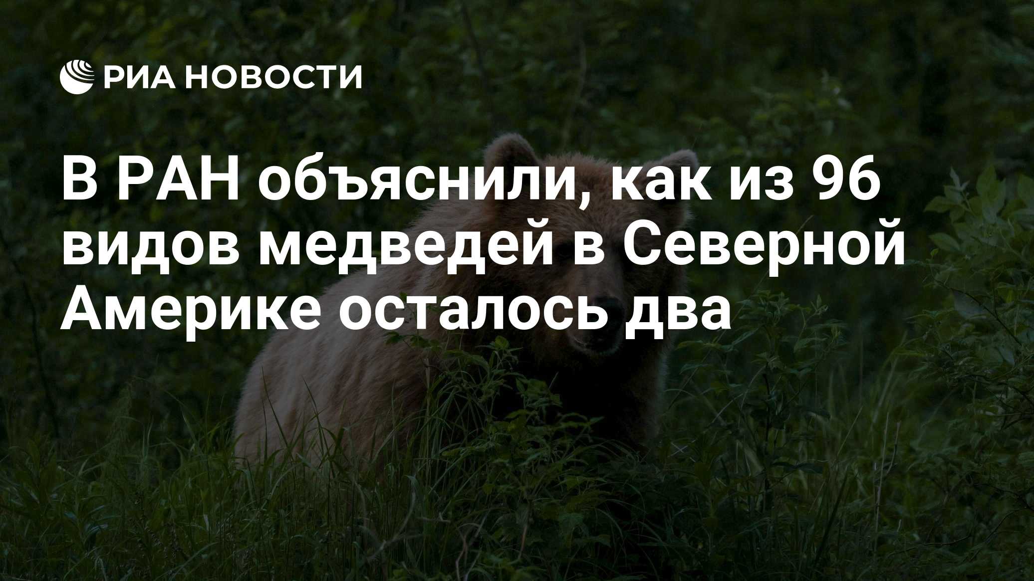 В РАН объяснили, как из 96 видов медведей в Северной Америке осталось два
